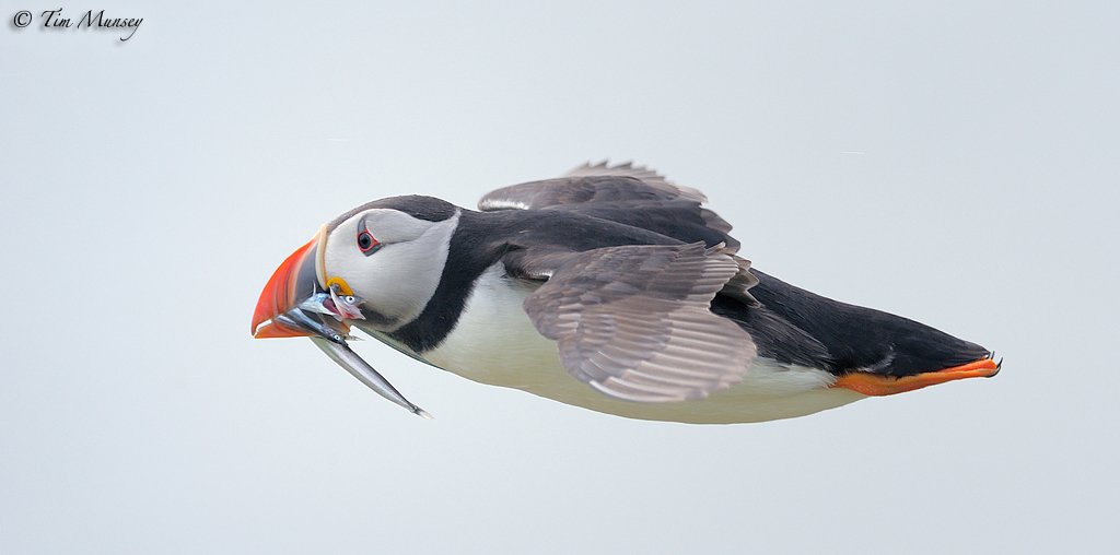 Puffin 010610_4.jpg